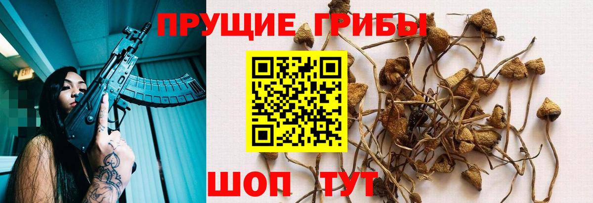 Псилоцибиновые грибы Cubensis Красный Сулин